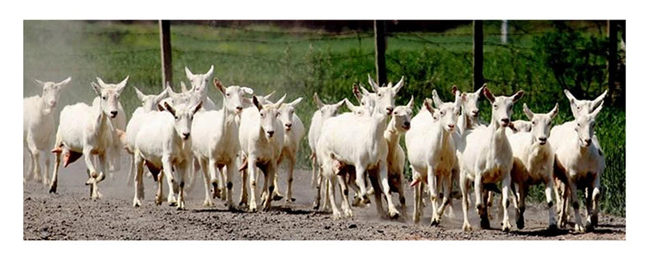 QJH Mongolian Cashmere Yarn